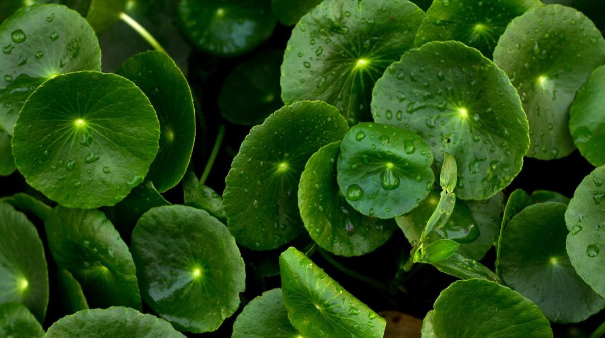 Hierba del Tigre o Centella Asiática Conoce mas de Ella - Chok Chok Beauty