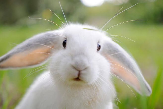 ¿Tu rutina de skincare es Cruelty Free? ¡Revisa bien tus productos! - Chok Chok Beauty
